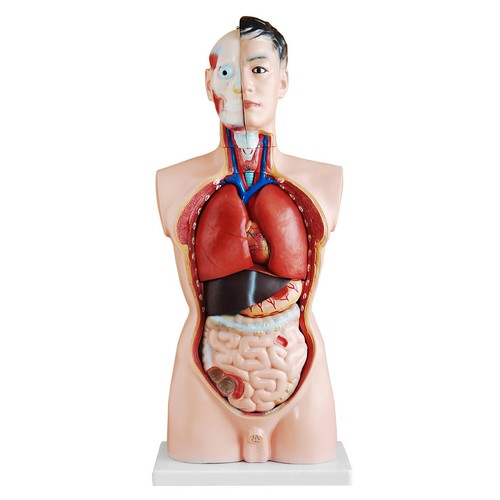 Anatomie modell torso - anatomie,