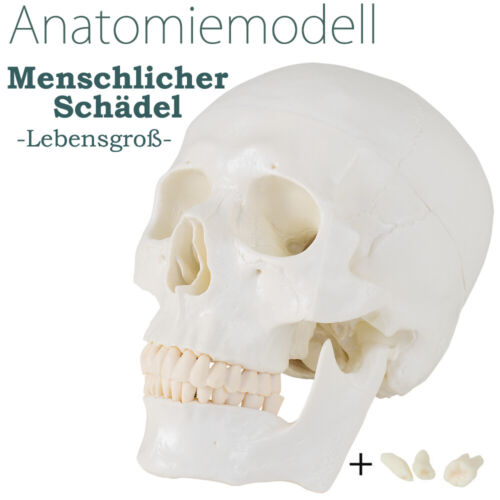 Anatomiemodell schädel modell - anatomiemodell,