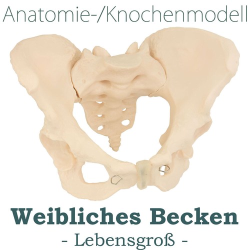 Weibliches becken pelvis - weibliches, becken,