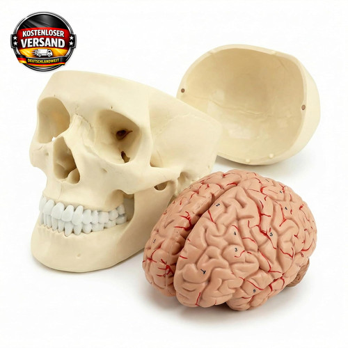 Anatomie modell schädel - anatomie, und