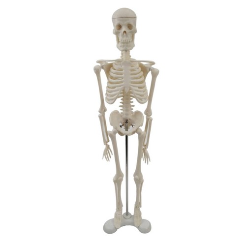 Mini skelett hochwertig - mini-skelett,
