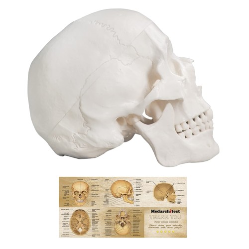 Anatomisches schädelmodell - anatomisches,