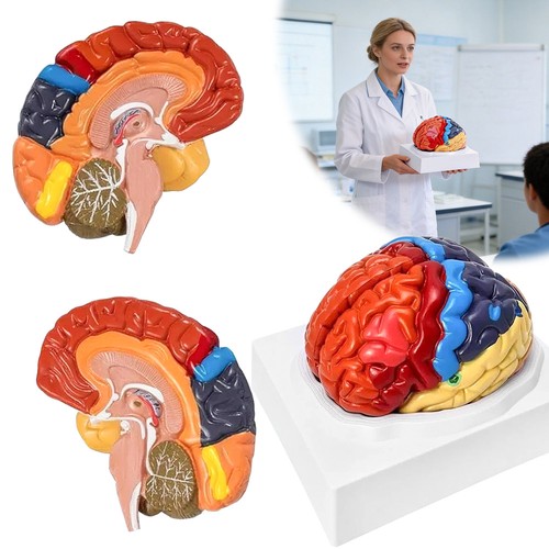 Anatomie gehirn modell 2teile - gehirn,