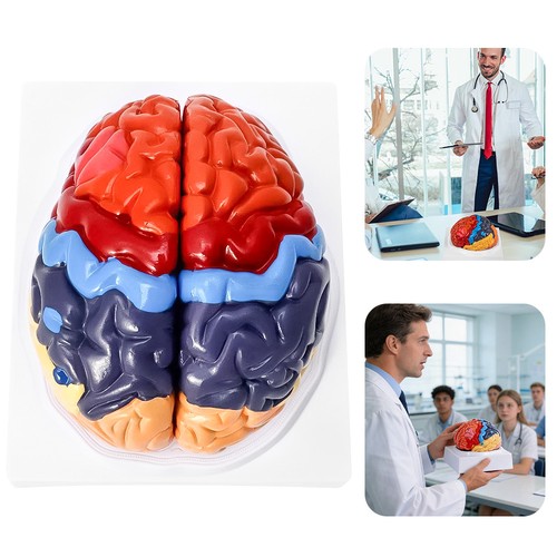 Gehirnmodell anatomisches - gehirnmodell,