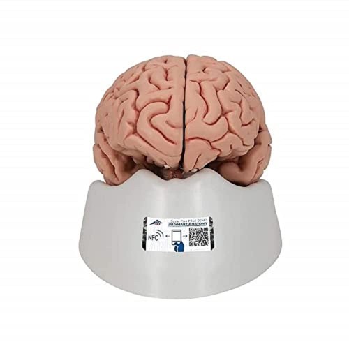 Scientific anatomisches - 3b,