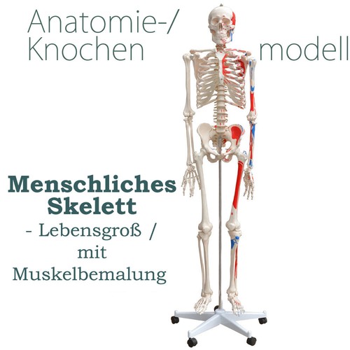 Menschliches skelett - menschliches,