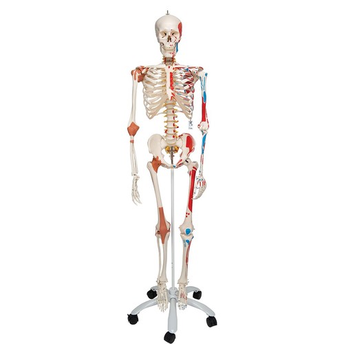 Scientific anatomie skelett - scientific, anatomie-skelett